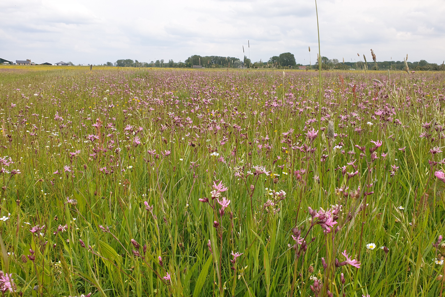 Tender_Verboon_bloemenveld